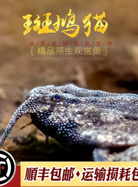 斑鸠猫鱼南美热带鱼观赏鱼工具鱼翻砂异型底栖鲶鱼五弦琴猫活体鱼