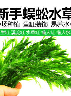 蜈蚣草鱼缸造景中后景绿色真水草懒人有茎类水族装饰淡水增氧植物