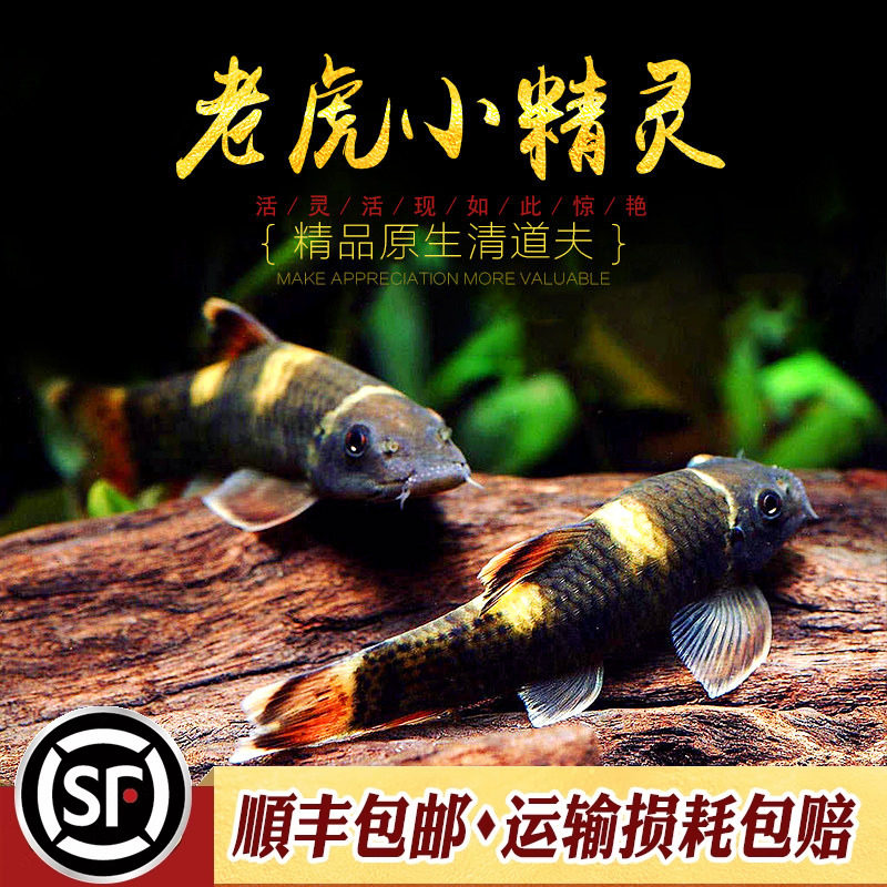 老虎小精灵鱼熊猫青苔鼠耐寒淡水图片