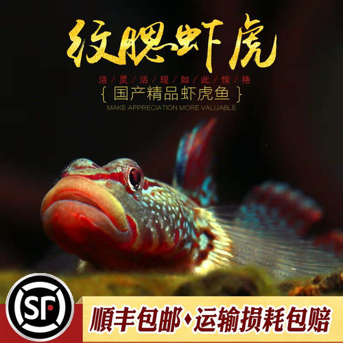 广东观赏鱼活体吻虾虎