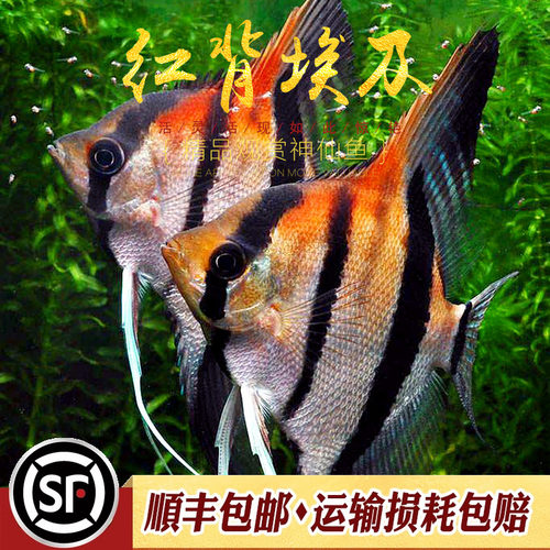 红背埃及神仙鱼斯卡神仙