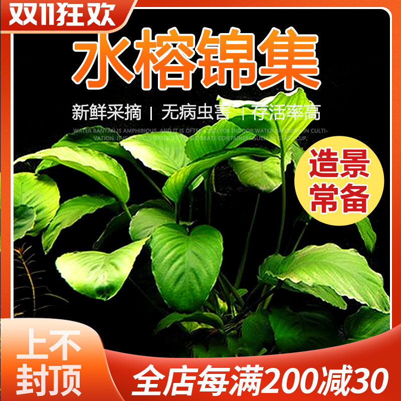 鱼缸水草植物懒人造景小水榕黄金咖啡迷你小燕尾辣椒榕前中后景草