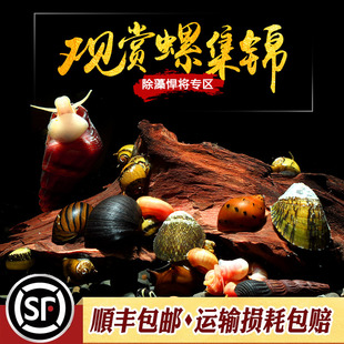 鲍鱼螺红苹果斑马洋葱蜜蜂角螺苏拉橙兔流星螺淡水观赏除藻工具螺