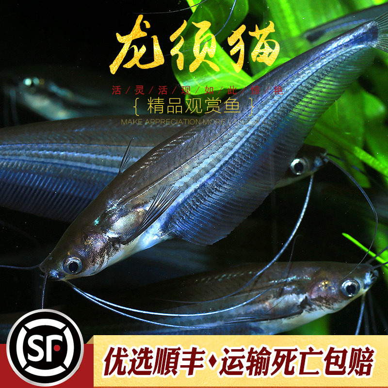 龙须猫鱼泰国进口透明玻璃四须猫海象群游热带淡水观赏鱼草缸活体