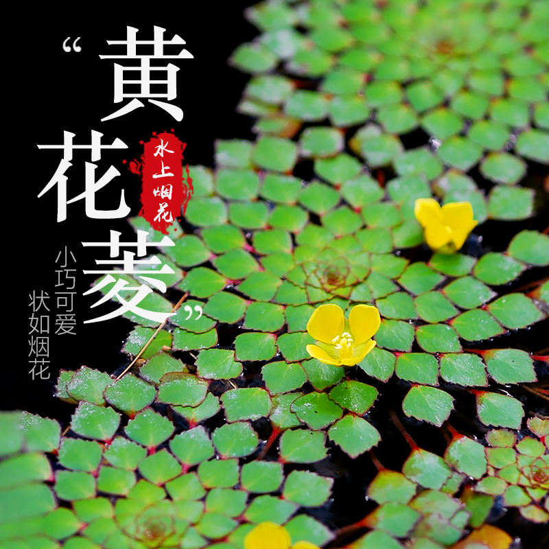 水生浮萍水上烟花黄花菱