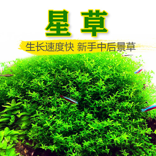 草缸前中后景新手珍珠草