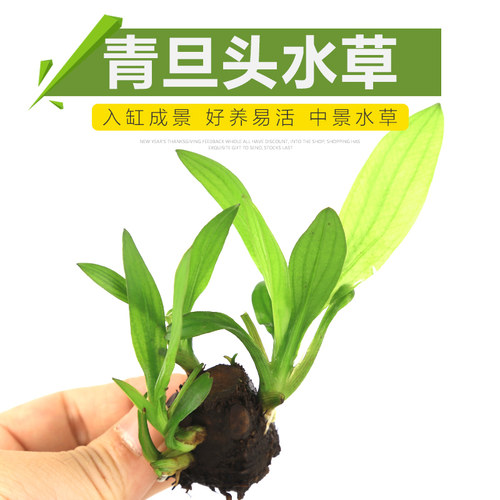 青旦红旦懒人淡水红蛋花旦类花蛋