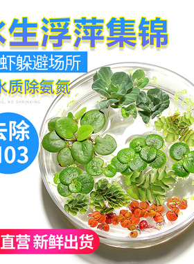 浮萍水草鱼缸浮性水生植物圆心萍槐叶萍珊瑚小芝麻萍一叶莲黄花菱