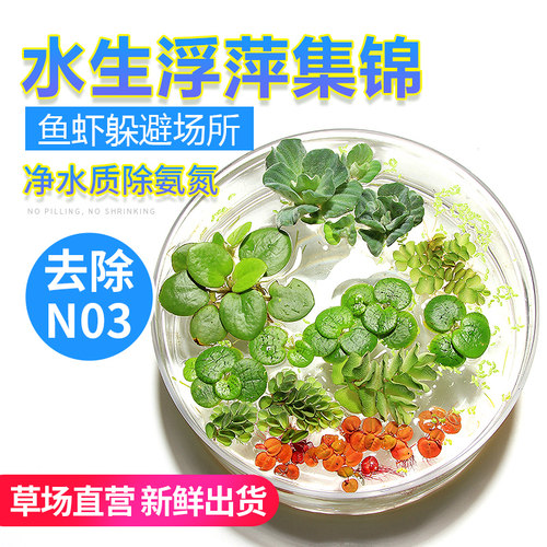 浮萍一叶莲槐叶萍圆心浮萍水芙蓉