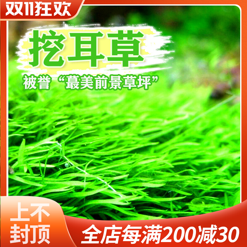 挖耳草鱼缸造景水草缸绿色前景草皮迷你矮瓜子叶挖耳狐藻水草活体