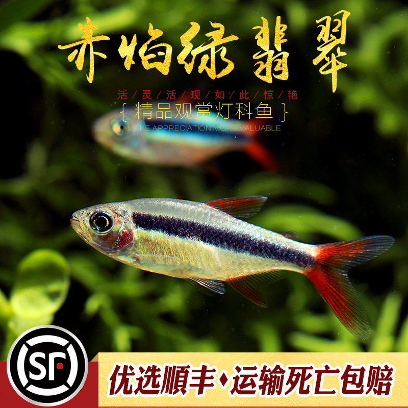 赤焰绿翡翠灯鱼南美进口小型灯鱼稀有品种红尾炽焰翡翠绿灯鱼活体