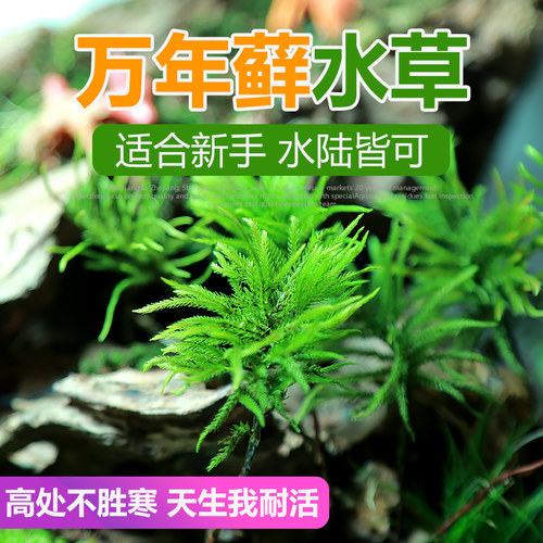万年藓水草树型天朋草棕榈莫斯微景观盆景雨林卷柏蕨类苔藓绿植物 - 封面
