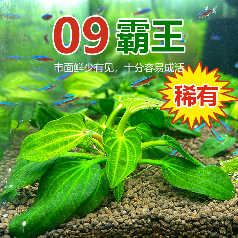 09霸王鱼缸造景水草深绿伊瓜苏撒旦皇冠水下叶自来水养殖无需co2