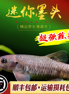 泰国迷你墨头鱼除藻工具鱼淡水冷水吃青苔小精灵黑线小猴飞狐活体