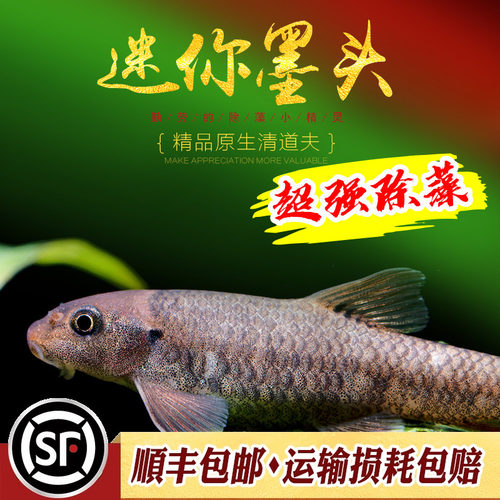 泰国迷你墨头温泉鱼工具鱼活体