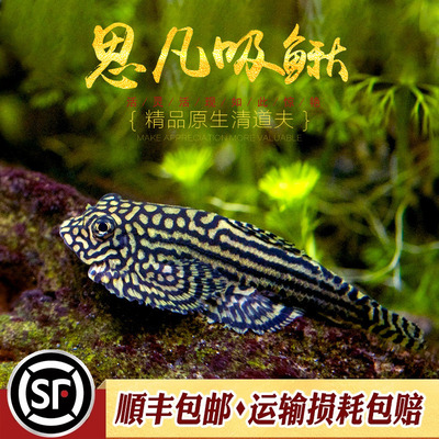 思凡吸鳅鱼缸热带淡水工具鱼