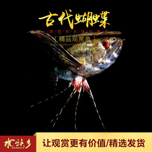 古代蝴蝶鱼多少钱 古代蝴蝶鱼价格 小麦优选