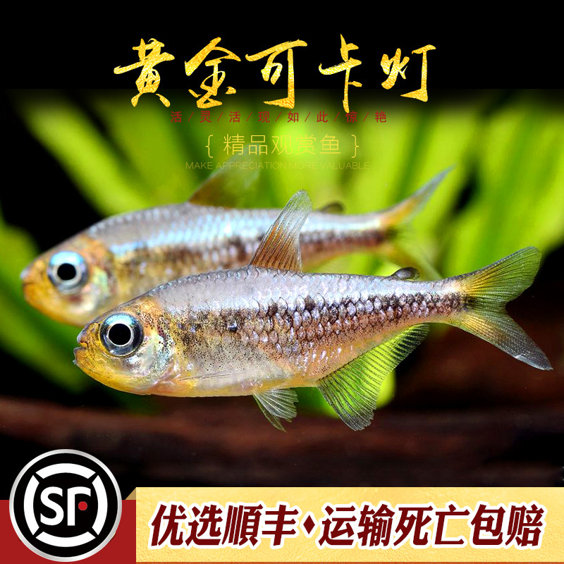 黄金可卡灯鱼南美进口f1黄金白金可卡霓虹帝王灯珍惜观赏鱼活体鱼