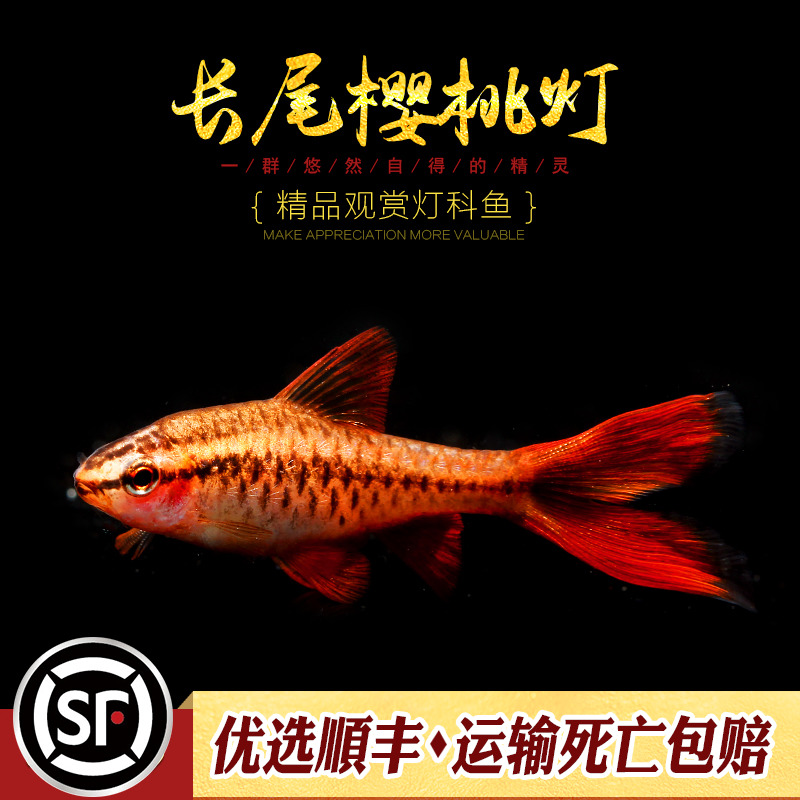 长尾樱桃灯超红群游观赏鱼水族乡