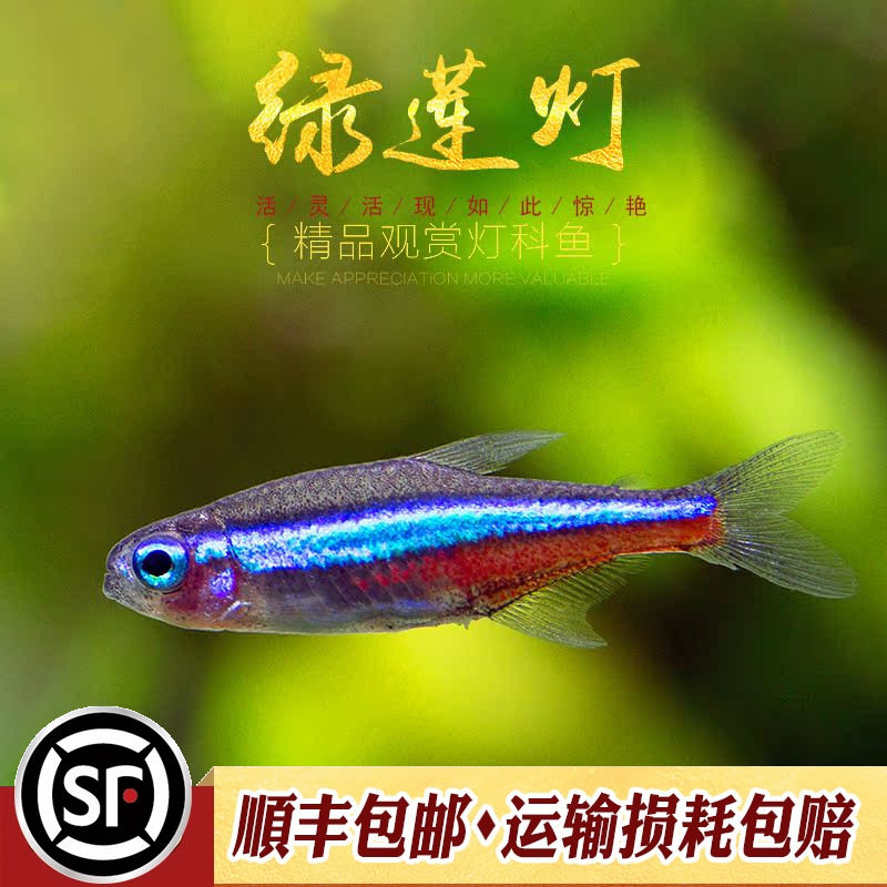 绿莲灯鱼水草缸热带群游鱼南美热带小型灯鱼宝莲灯绿霓虹灯鱼活体,宠物/宠物食品及用品,鱼,淘宝优惠券,粉丝福利购,淘宝优惠卷