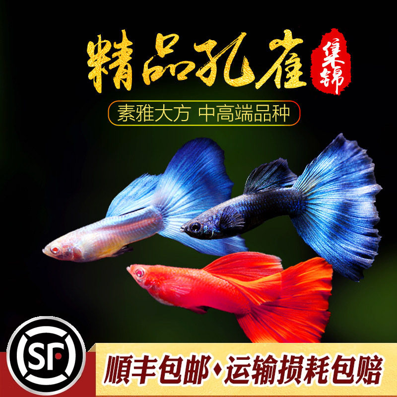 精品孔雀鱼莫斯科蓝草尾美国全红蓝礼服天空蓝巴西红扇高端孔雀鱼