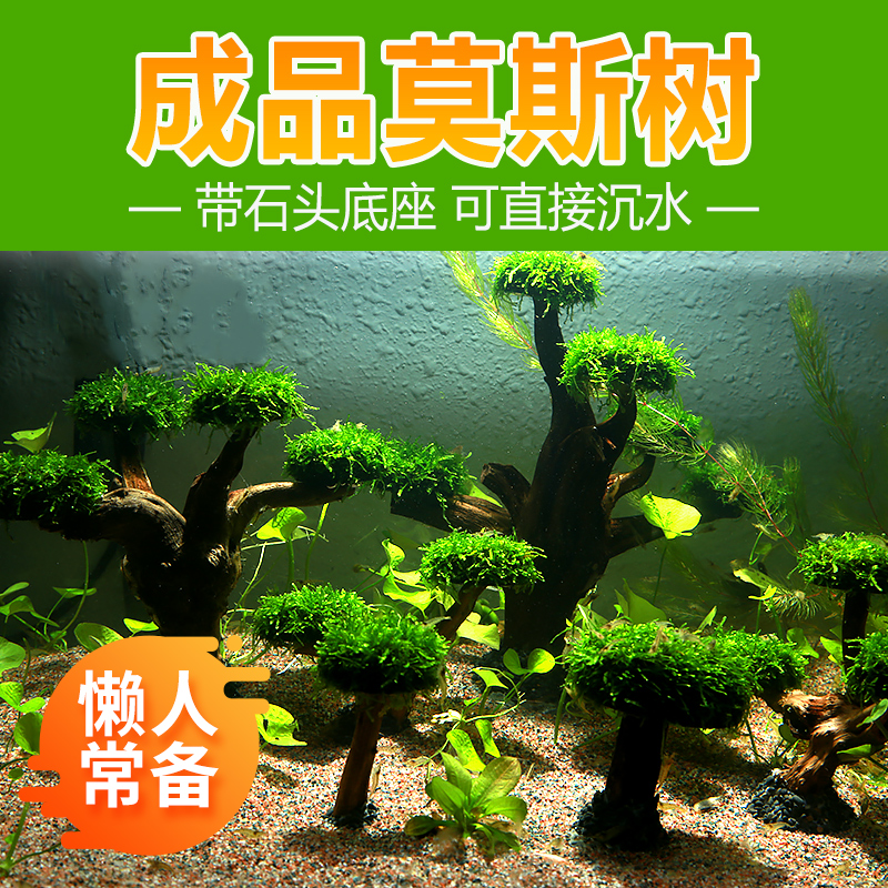鱼缸新手入门景观植物天然一树