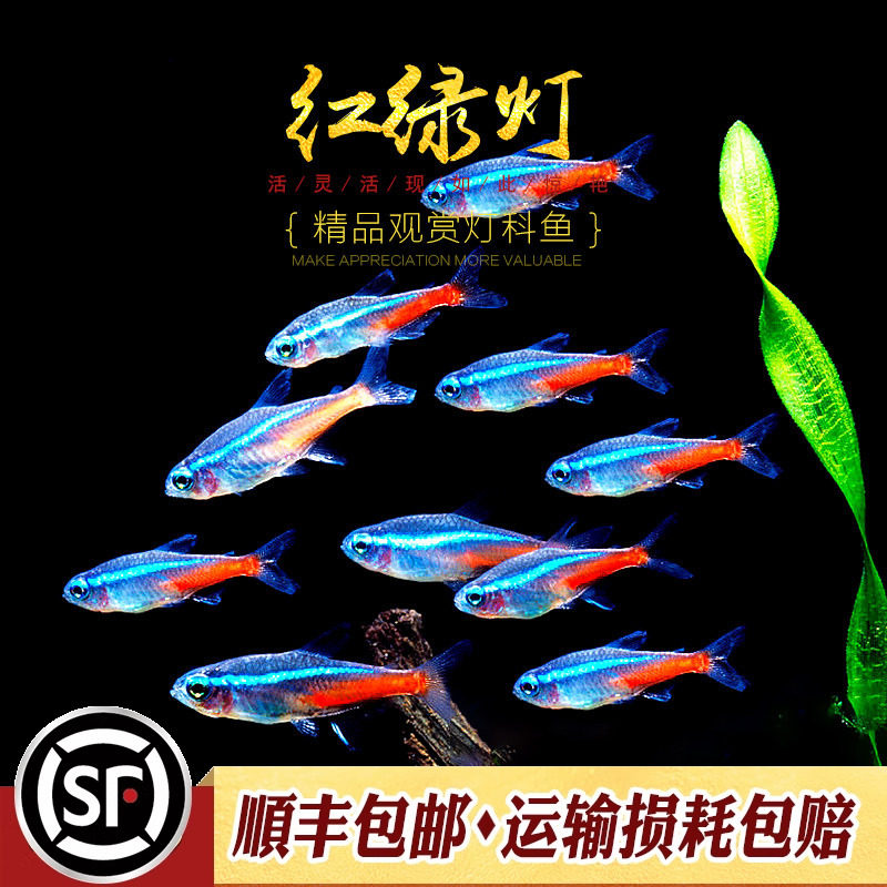 红绿灯鱼新日光灯霓虹灯鱼宝莲灯红鼻剪刀群游新手入门观赏鱼活体
