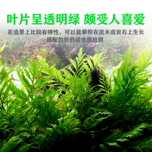 黑木蕨水草鱼缸阴性草水下草水下叶无虫害造景水晶虾缸后景真水草