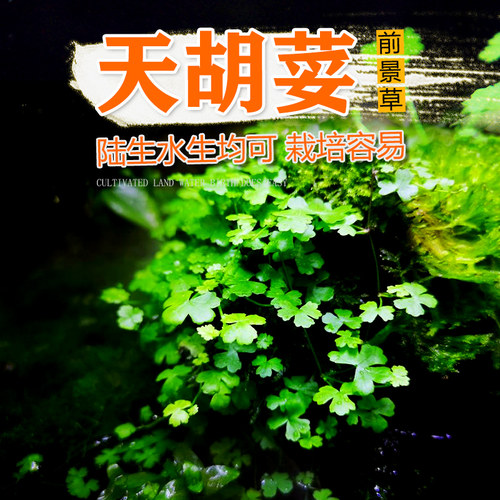草缸中前景水陆缸水草