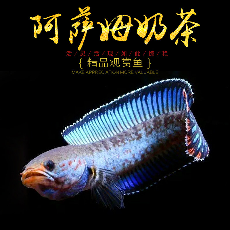 阿萨姆蓝帆奶茶雷龙鱼蓝宝石七彩雷龙巴卡幼苗子淡水中小型观赏鱼