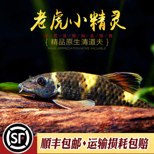 老虎小精灵小型除藻活体鱼可混养