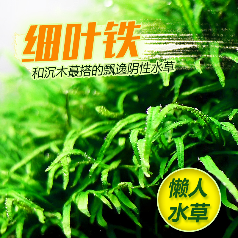 细叶铁皇冠草鱼缸中后景造景水草阴性懒人真水草沉木定植虾缸绿植-封面