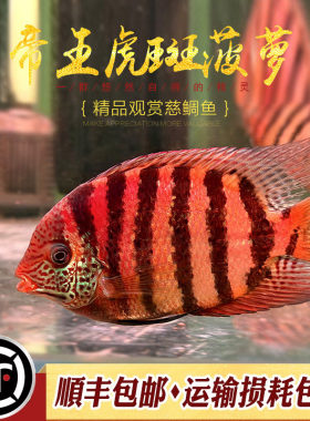 帝王虎斑菠萝鱼南美进口小型鱼