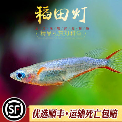 小型鱼淡水观赏鱼水族乡灯科鱼