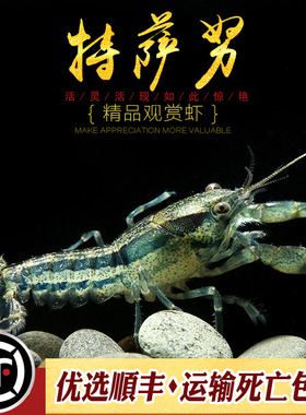 侏儒虾观赏宠物淡水蓝色橙色橘色特萨努小龙迷你鳌虾水草缸清洁虾