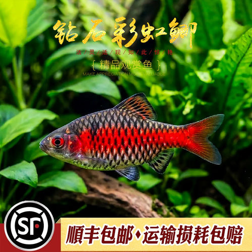 彩虹原生宝石奥德萨免加温小型鱼