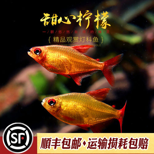 进口甜心柠檬灯鱼群游灯鱼