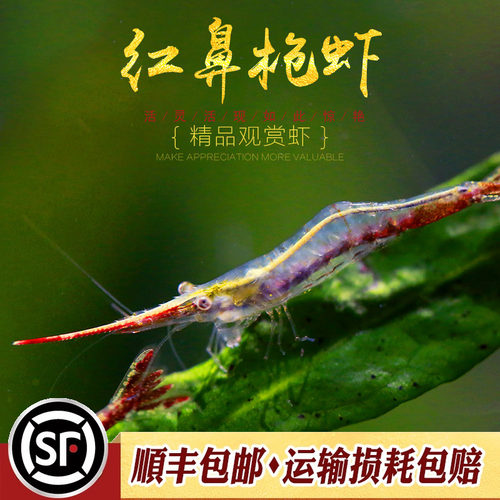 水族乡红鼻子枪虾小型淡水观赏