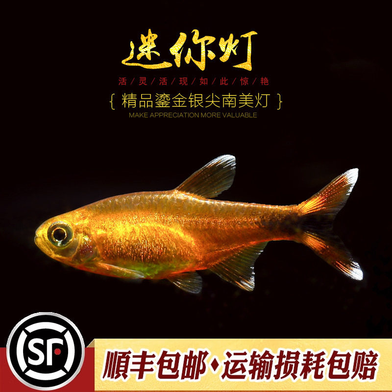迷你灯鱼金针红绿灯宝莲灯热带小型灯鱼草缸群游樱桃企鹅灯鱼活体