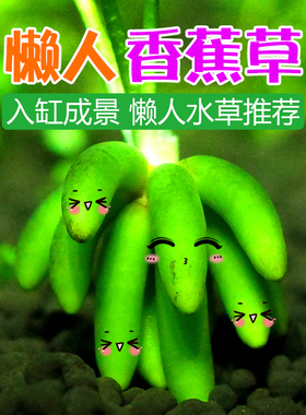 香蕉草懒人鱼缸四季造景水草入缸成景绿色前中后景无土无草泥种植