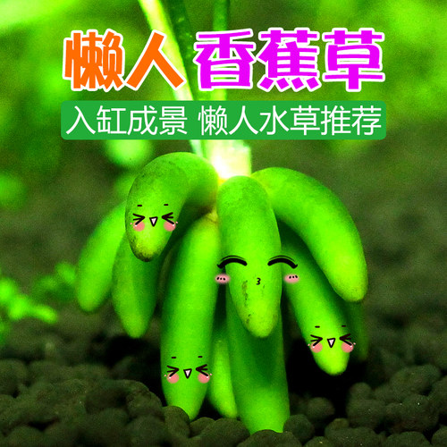 造景鱼缸水草水族乡懒人香蕉草