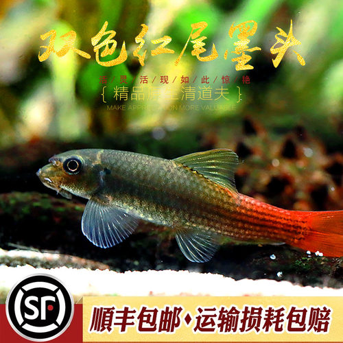 双色红尾墨头鱼除藻吃残渣工具鱼