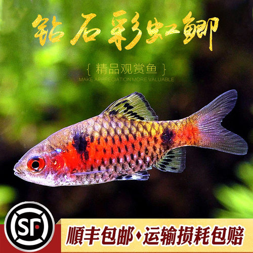 彩虹原生宝石奥德萨免加温小型鱼