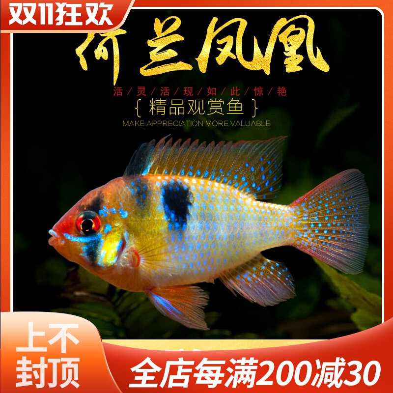 荷兰凤凰鱼 短鲷七彩凤凰圆身凤凰波子鱼热带观赏小型鱼超萌活体