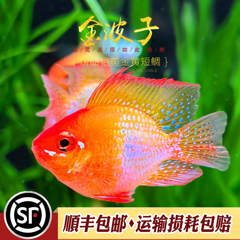 观赏鱼草缸小型短鲷鱼金波子图片
