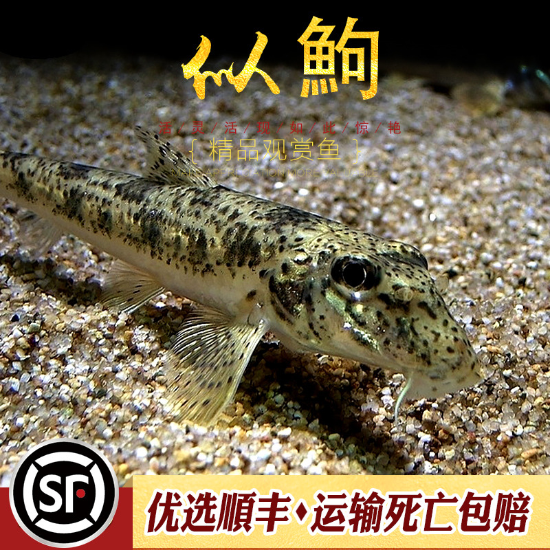 似鮈鱼原生冷水观赏鱼水族淡水热带工具鱼清理底沙水中推土机活体