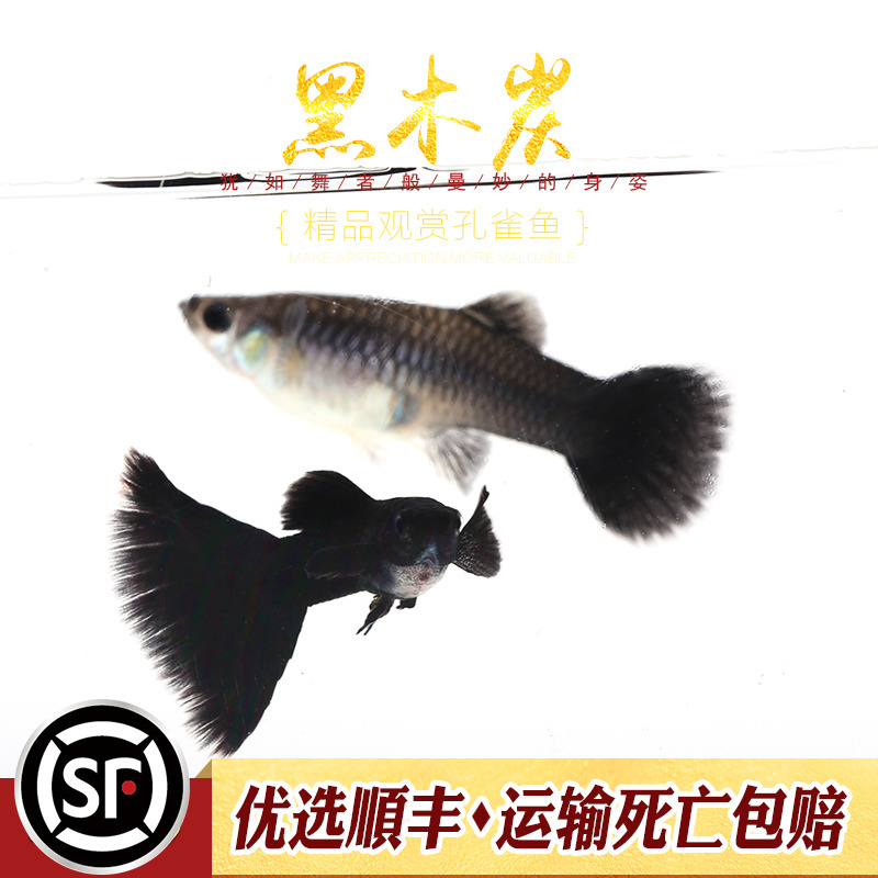 黑木炭孔雀鱼德系黑礼服莫斯科蓝纯种精品热带鱼胎生小观赏鱼活体