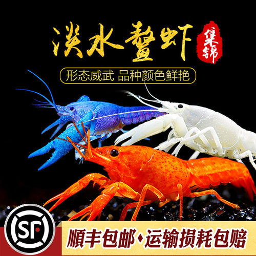 鳌虾集锦天空蓝魔澳洲龙虾萌宠
