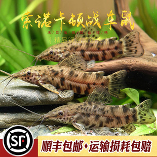 索诺卡顿战车鱼热带观赏鱼飞凤黑战车老鼠鱼观赏鱼工具底栖鱼活体