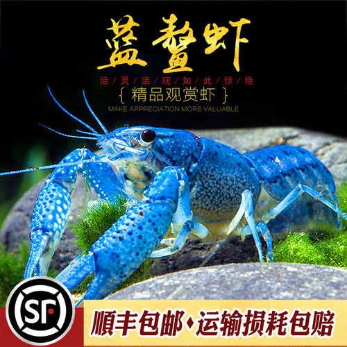 佛蓝鳌虾观赏宠物淡水